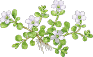 Brahmi, botanical illustration