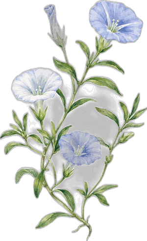 Shankhpushpi, botanical illustration