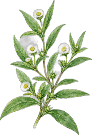 Bhringraj, botanical illustration