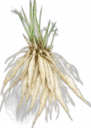 Shatavari, botanical illustration